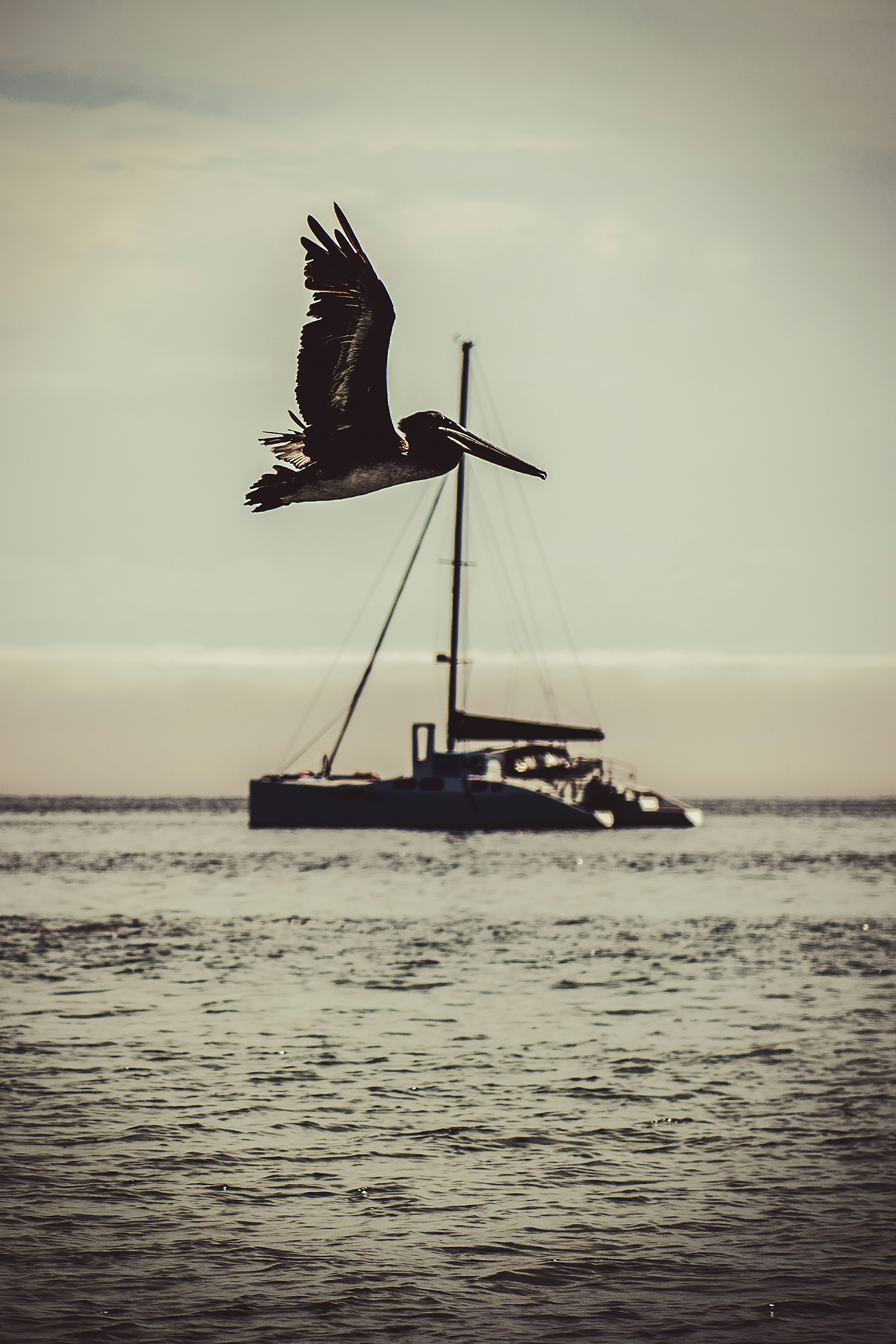 pelican bird lying over sea